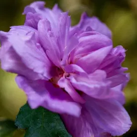 Ardens Althea Shrub