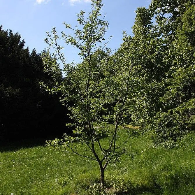 Arkansas Black Apple Tree