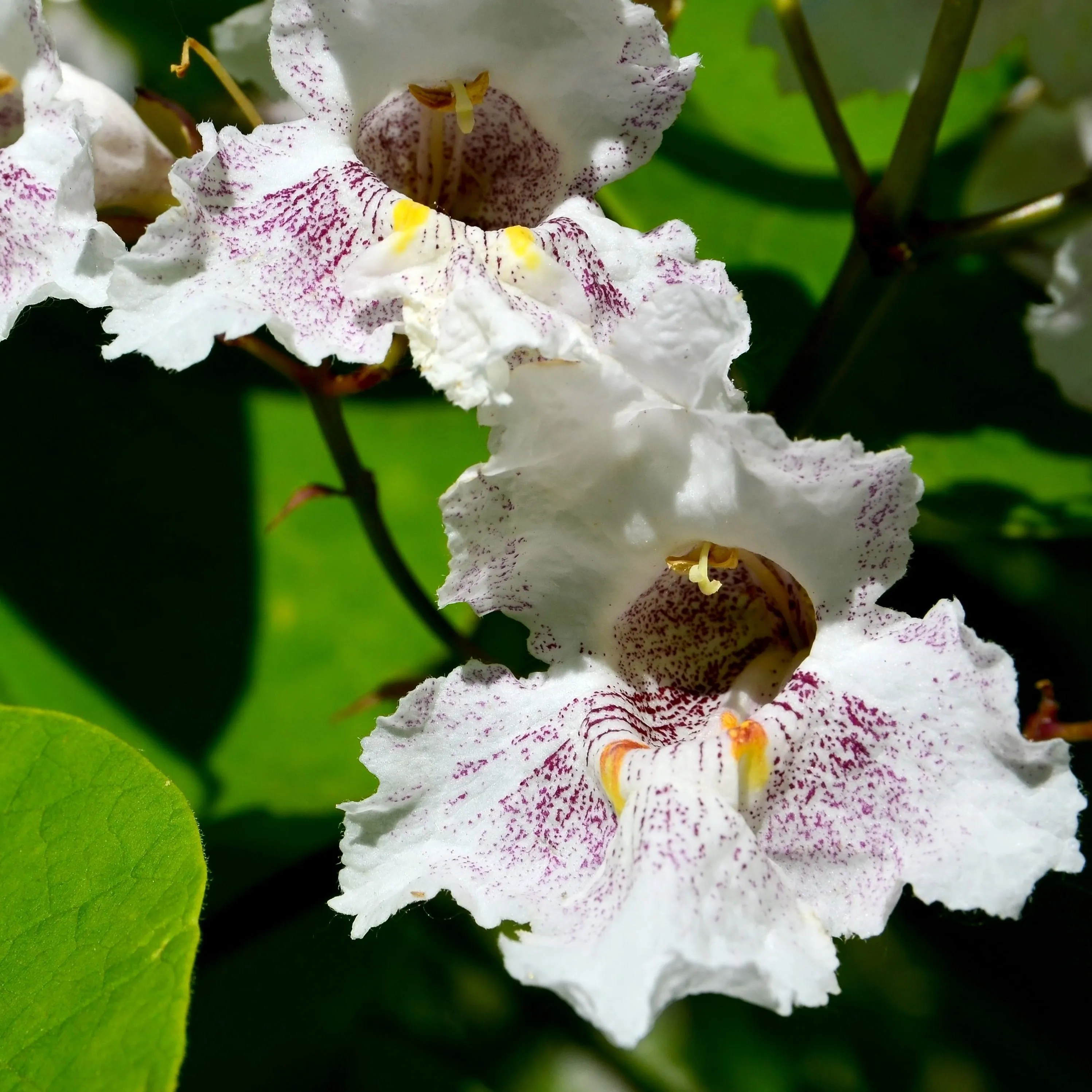 Catalpa Tree