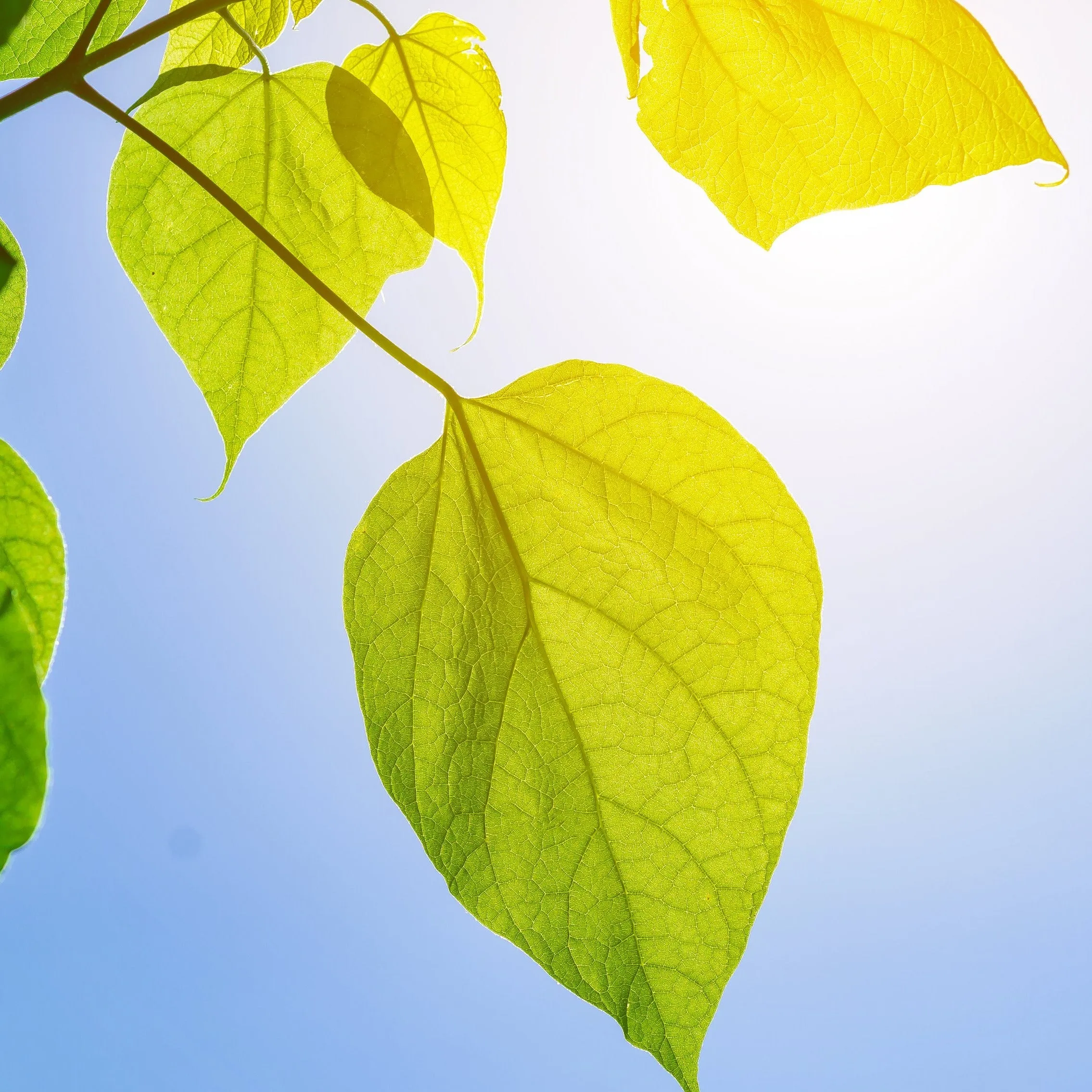 Catalpa Tree