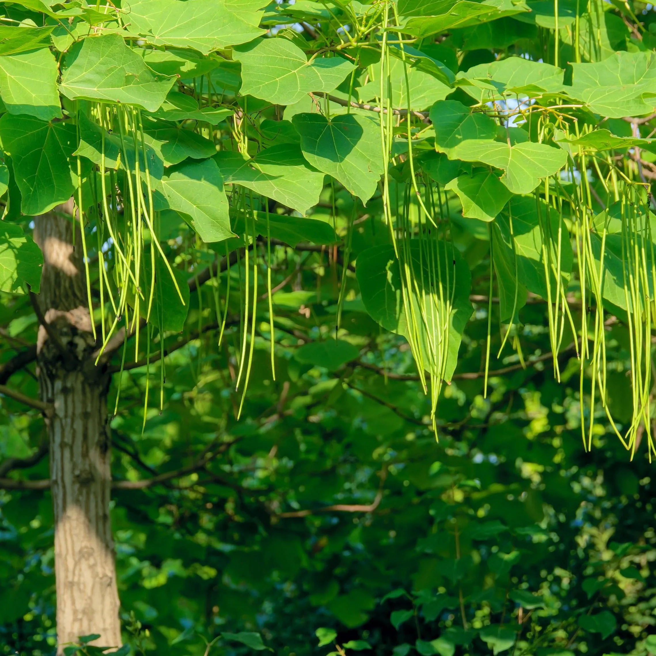 Catalpa Tree