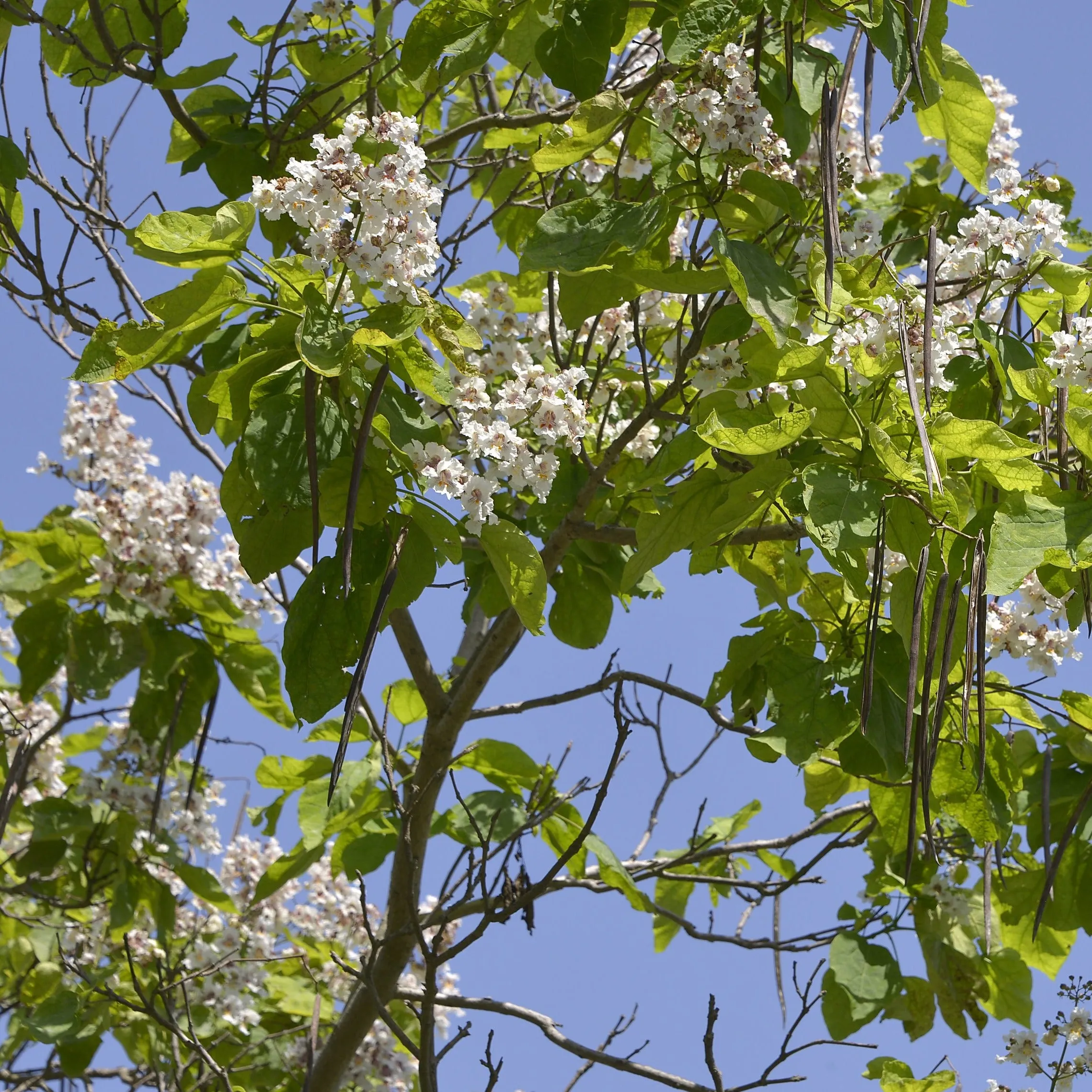 Catalpa Tree