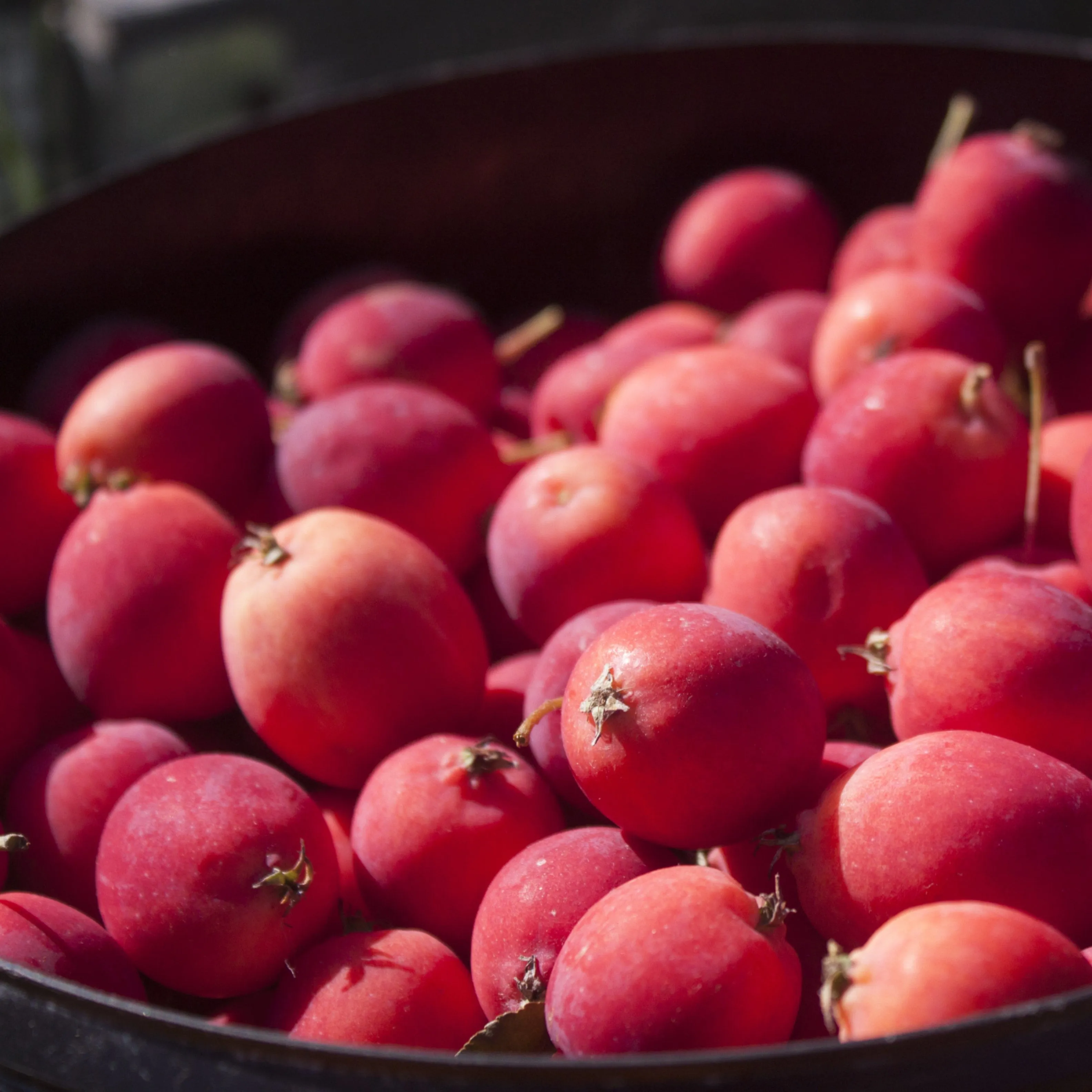 Dolgo Crabapple Tree