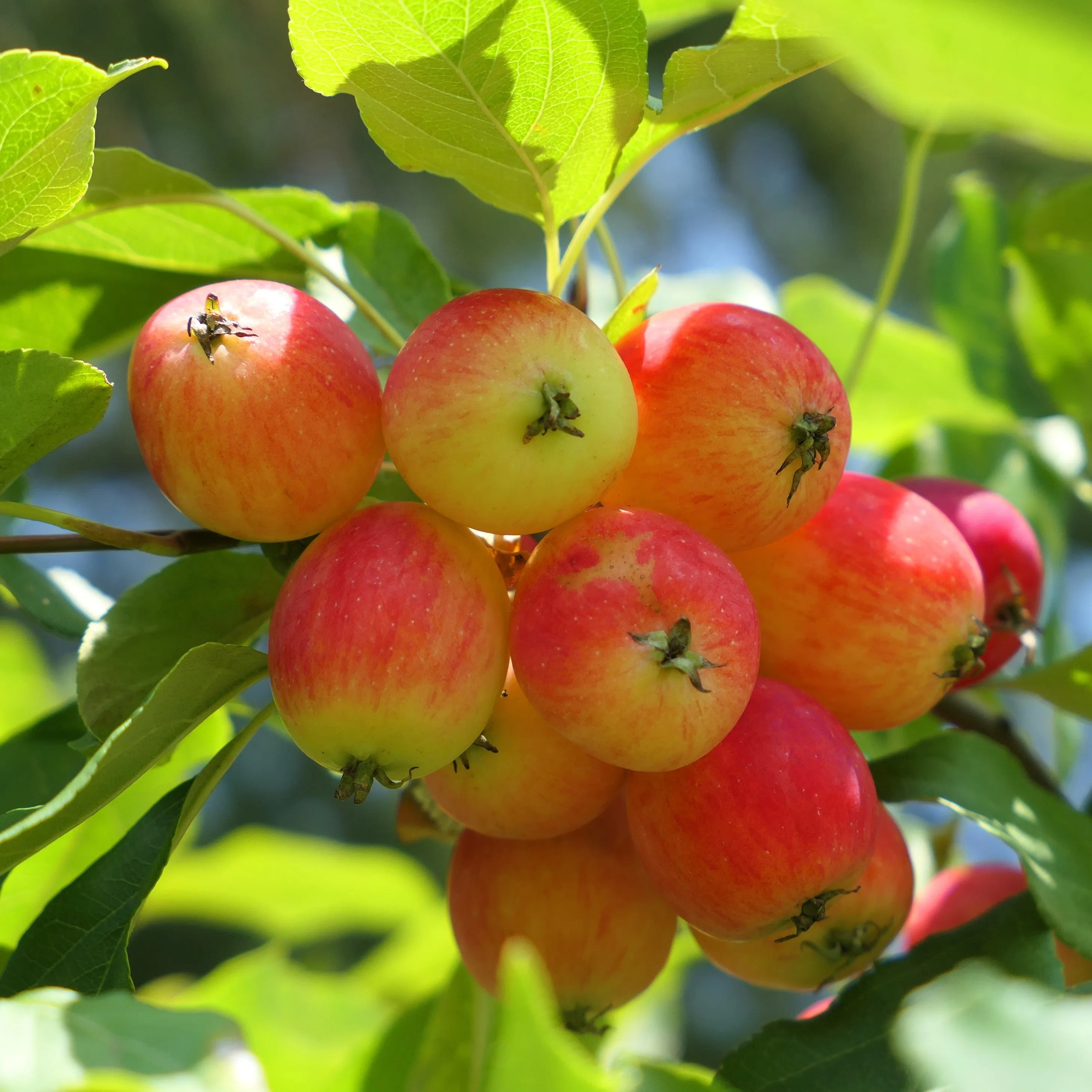 Dolgo Crabapple Tree