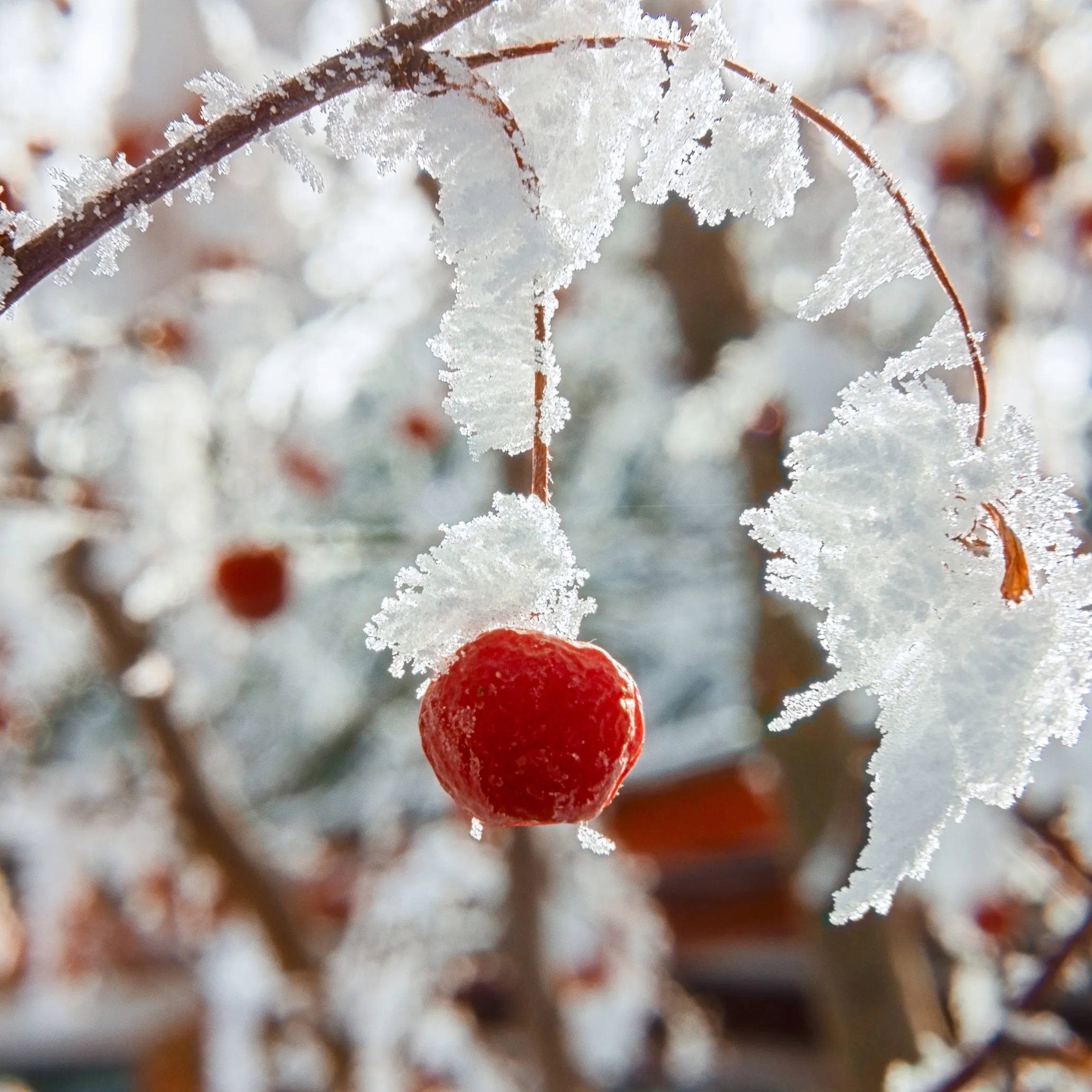 Dolgo Crabapple Tree