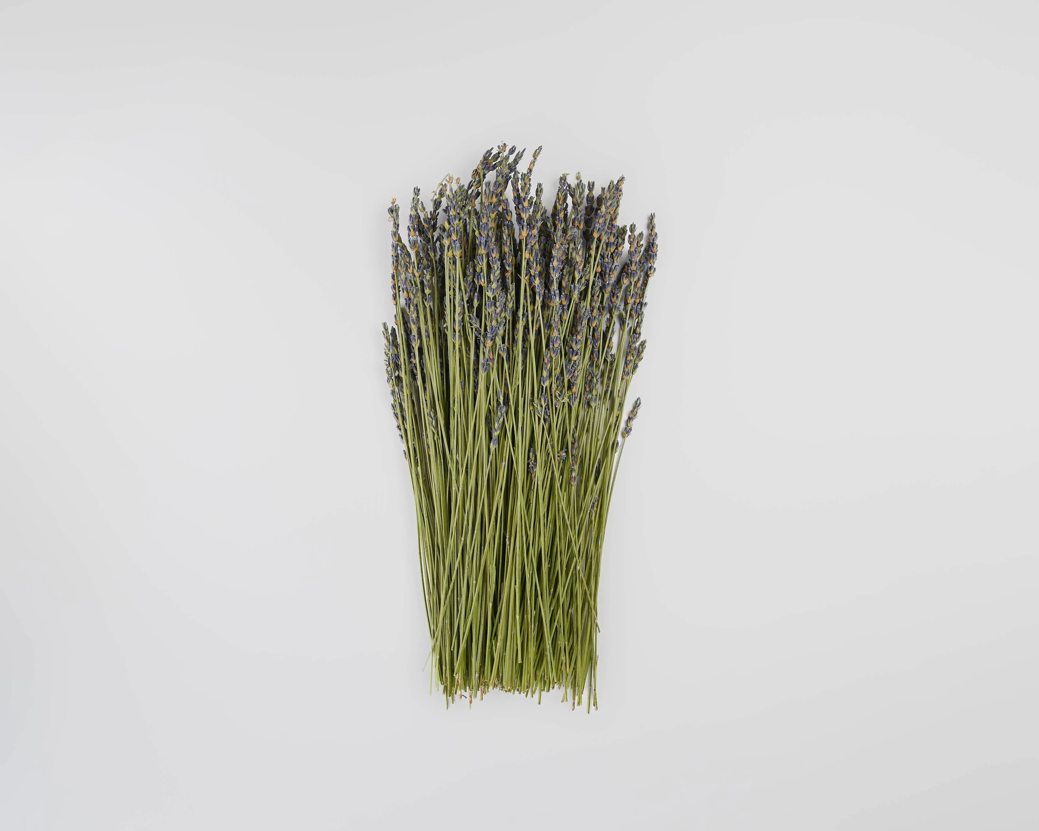 Dried Lavender Bunch - Grosso (French)