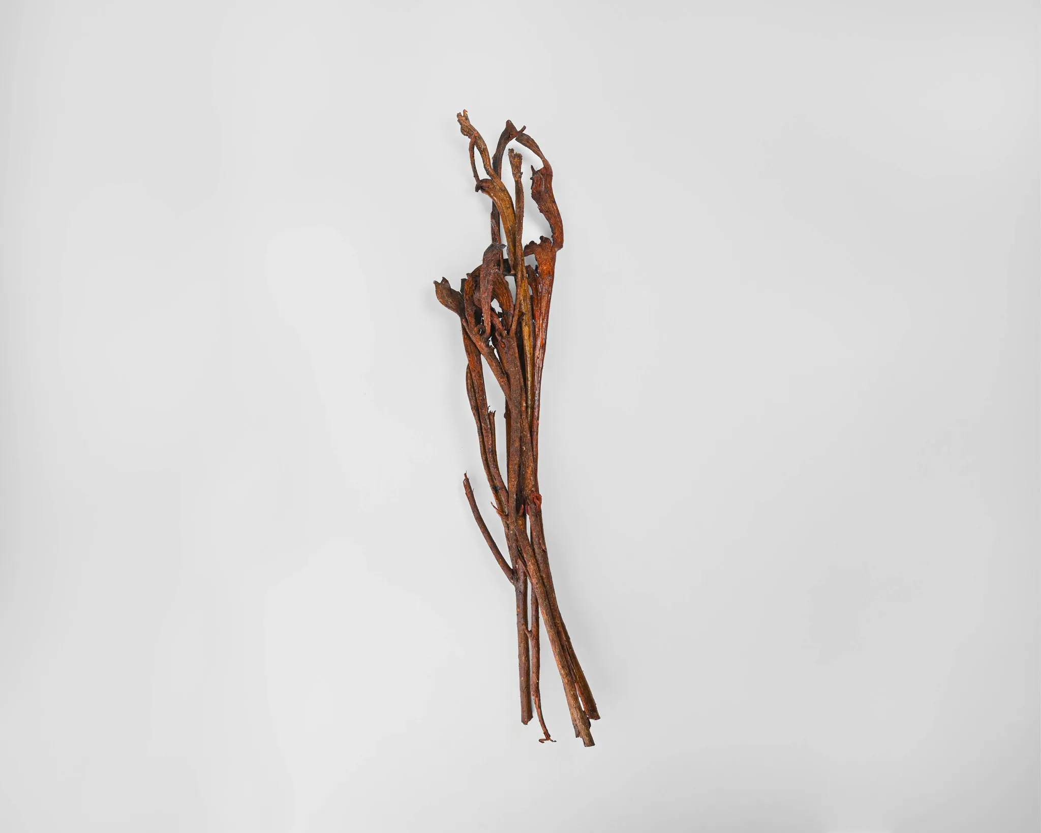 Dried Natraj Branches - Natrag Branches