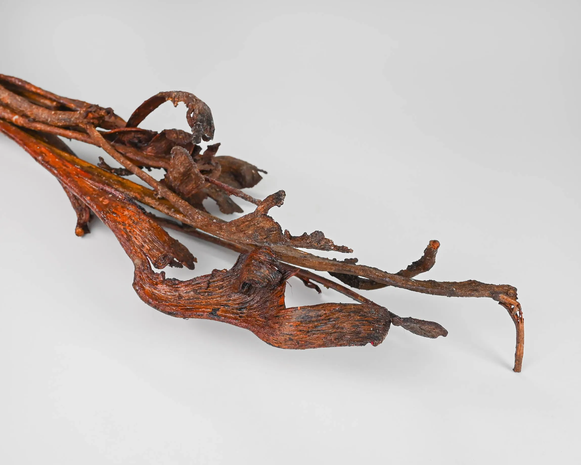 Dried Natraj Branches - Natrag Branches