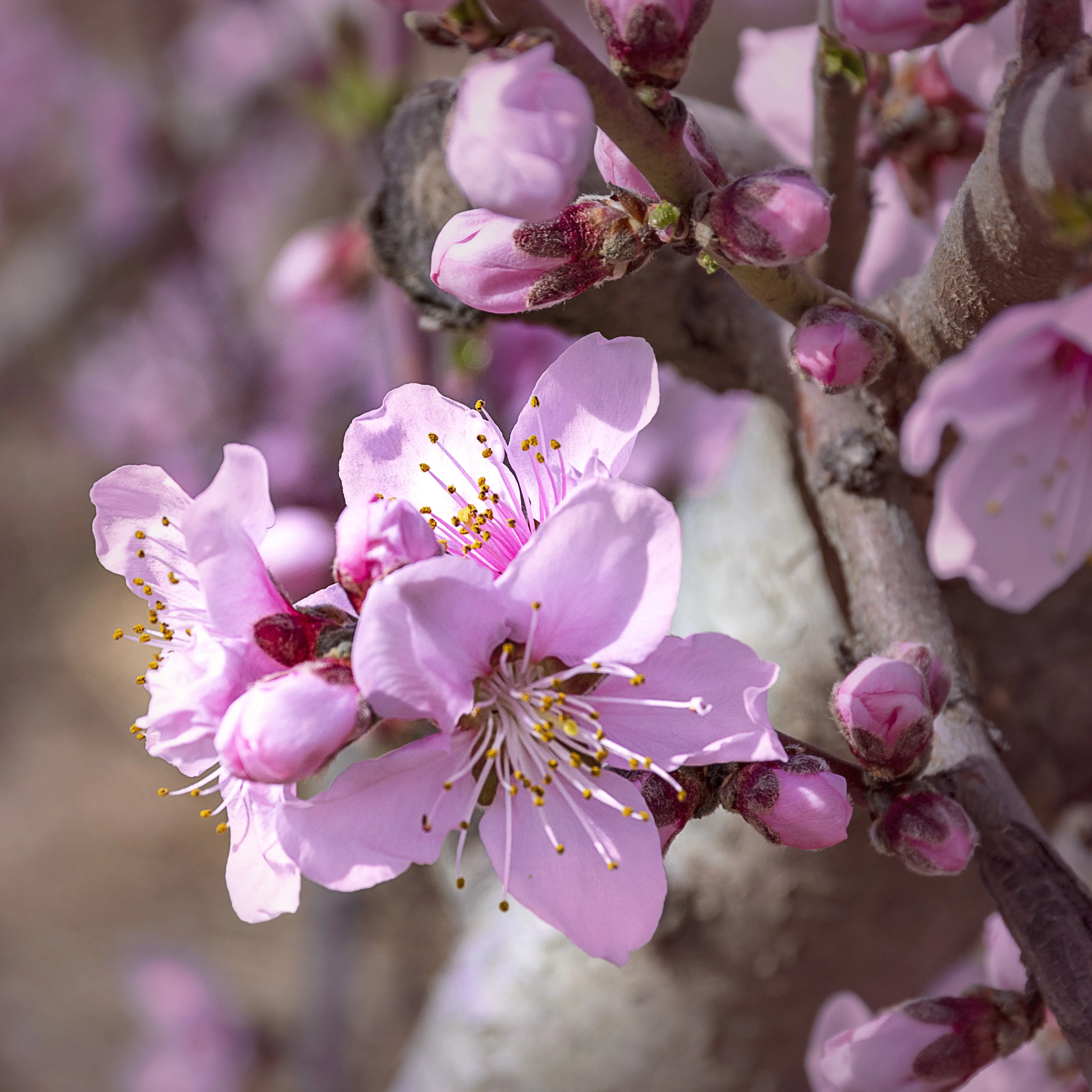 Elberta Peach Tree