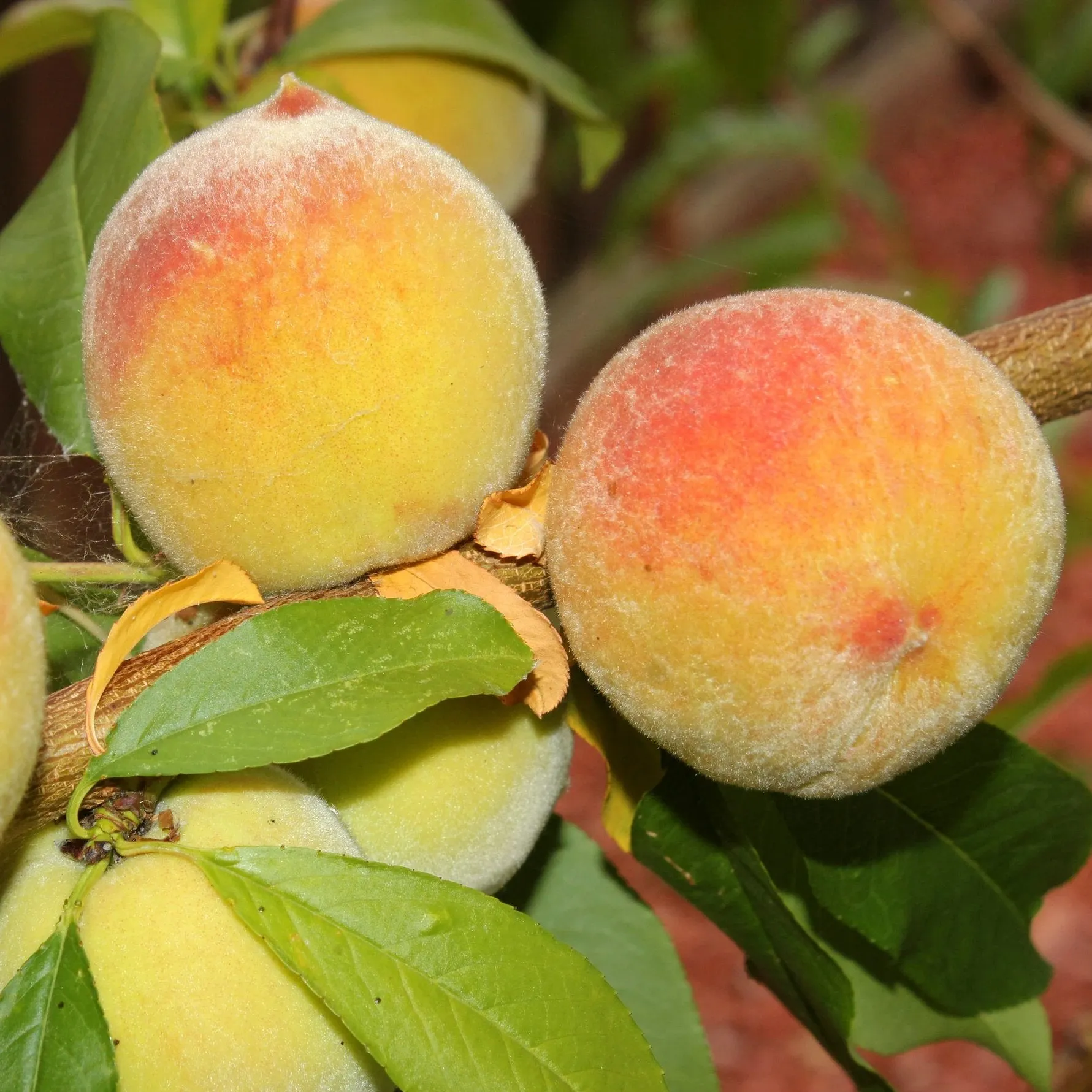 Elberta Peach Tree