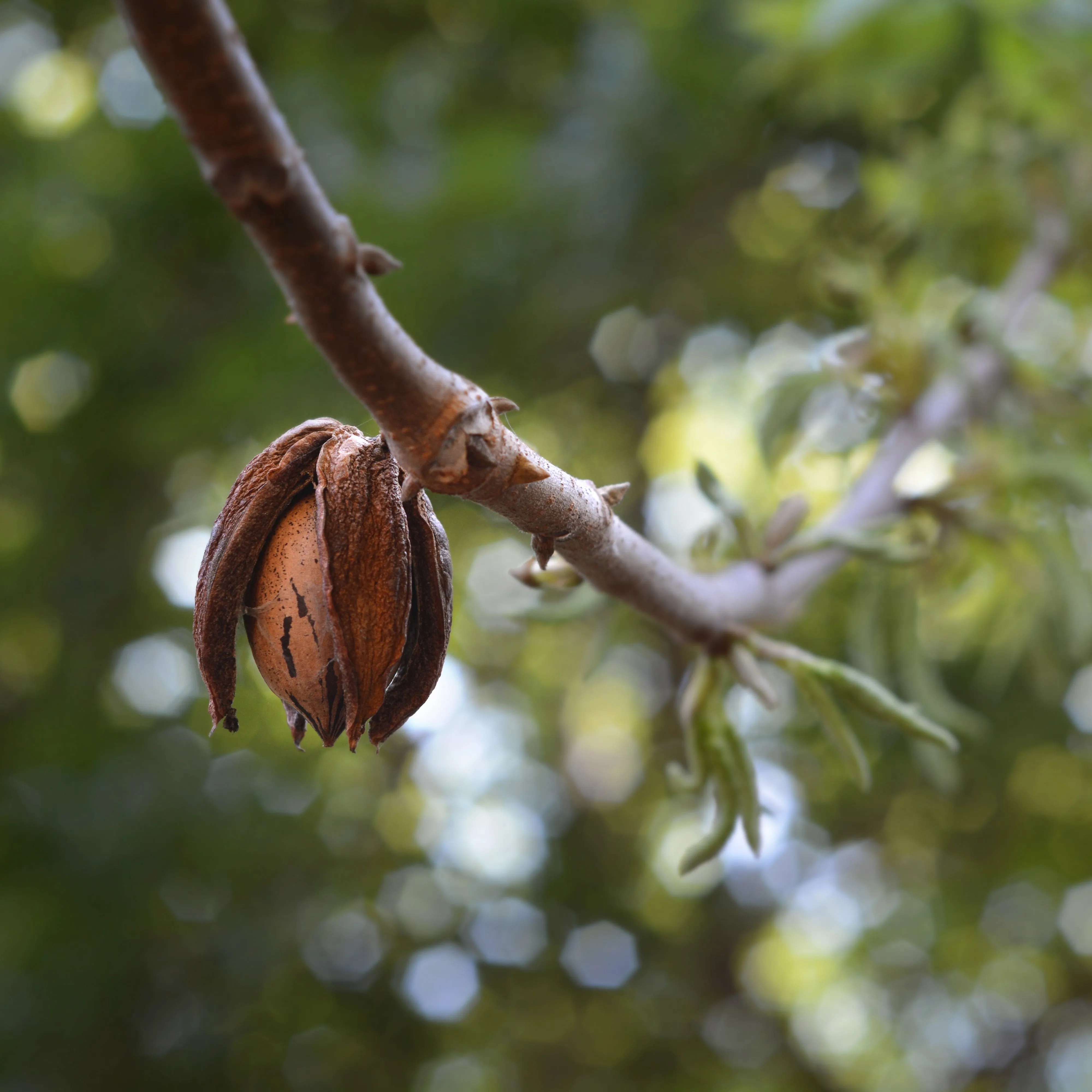 Hardy Pecan Tree