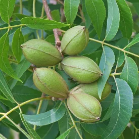 Hardy Pecan Tree