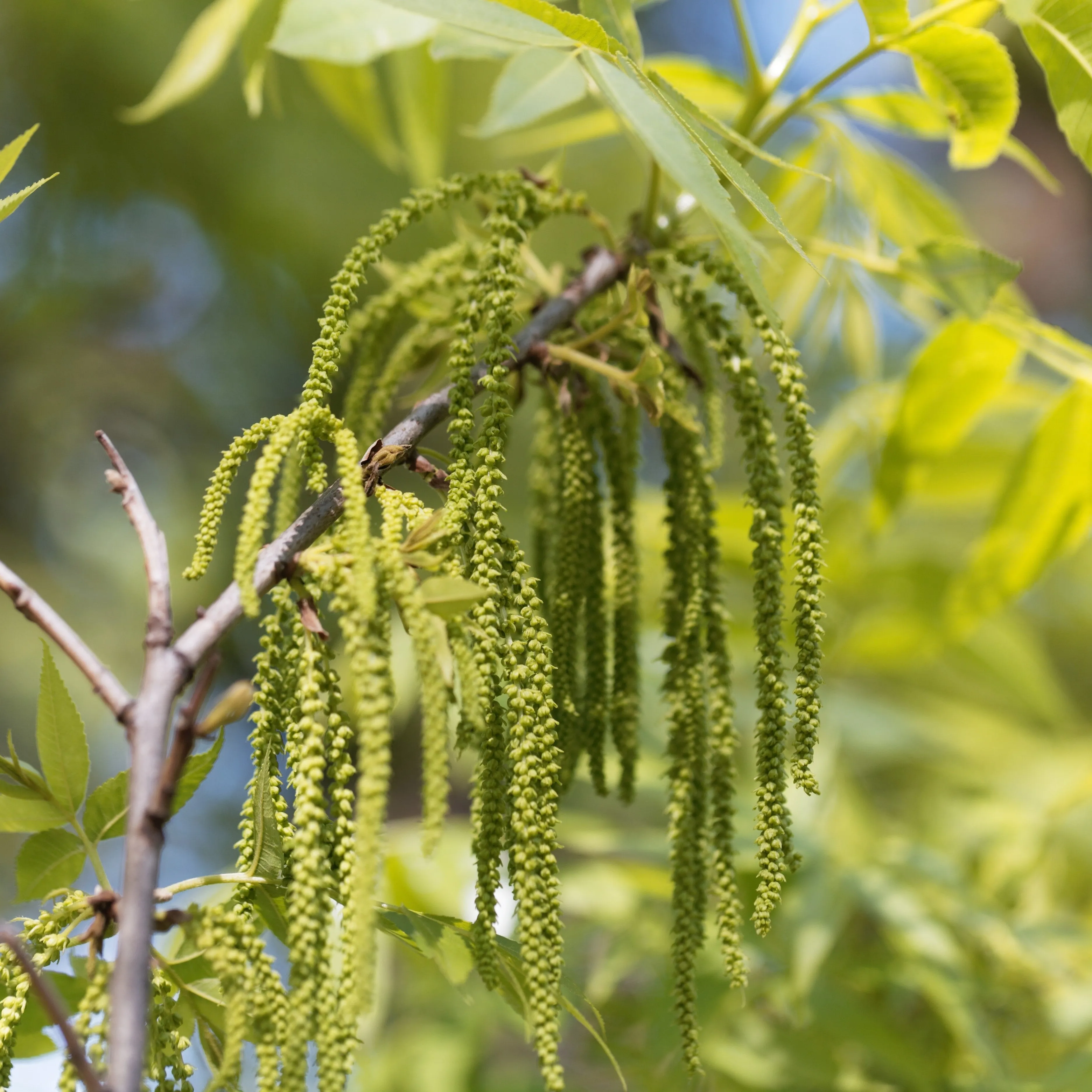 Hardy Pecan Tree