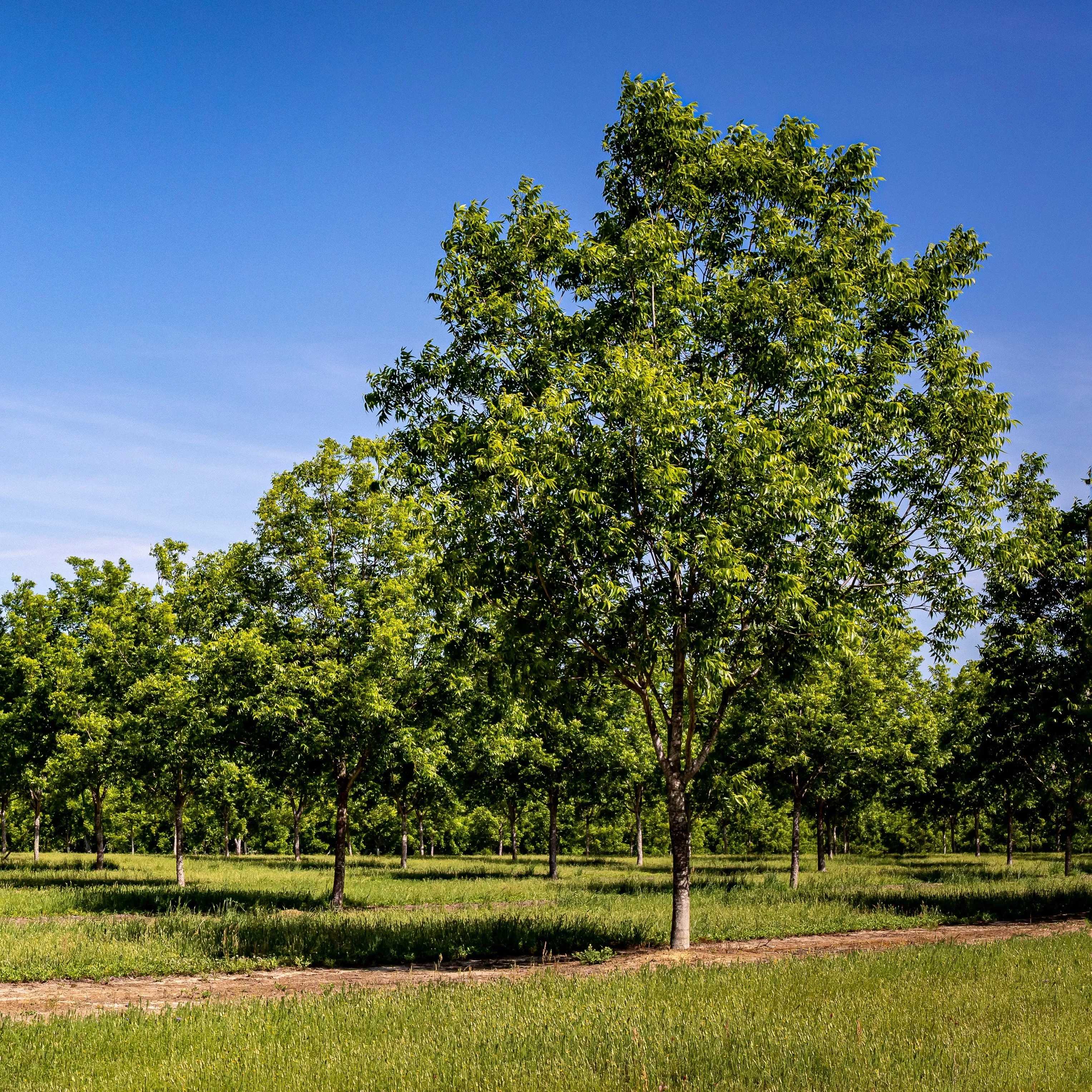 Hardy Pecan Tree