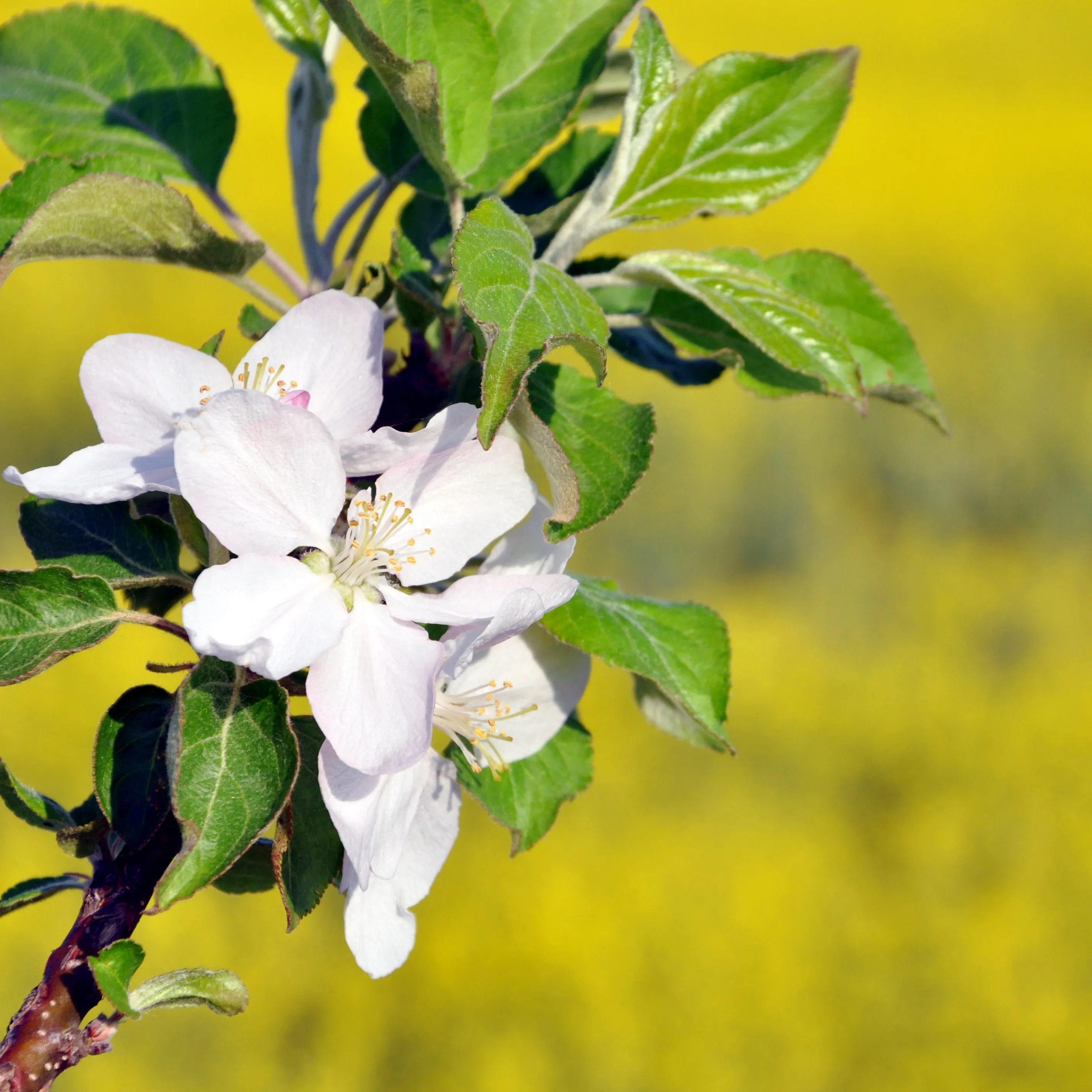 Lodi Apple Tree