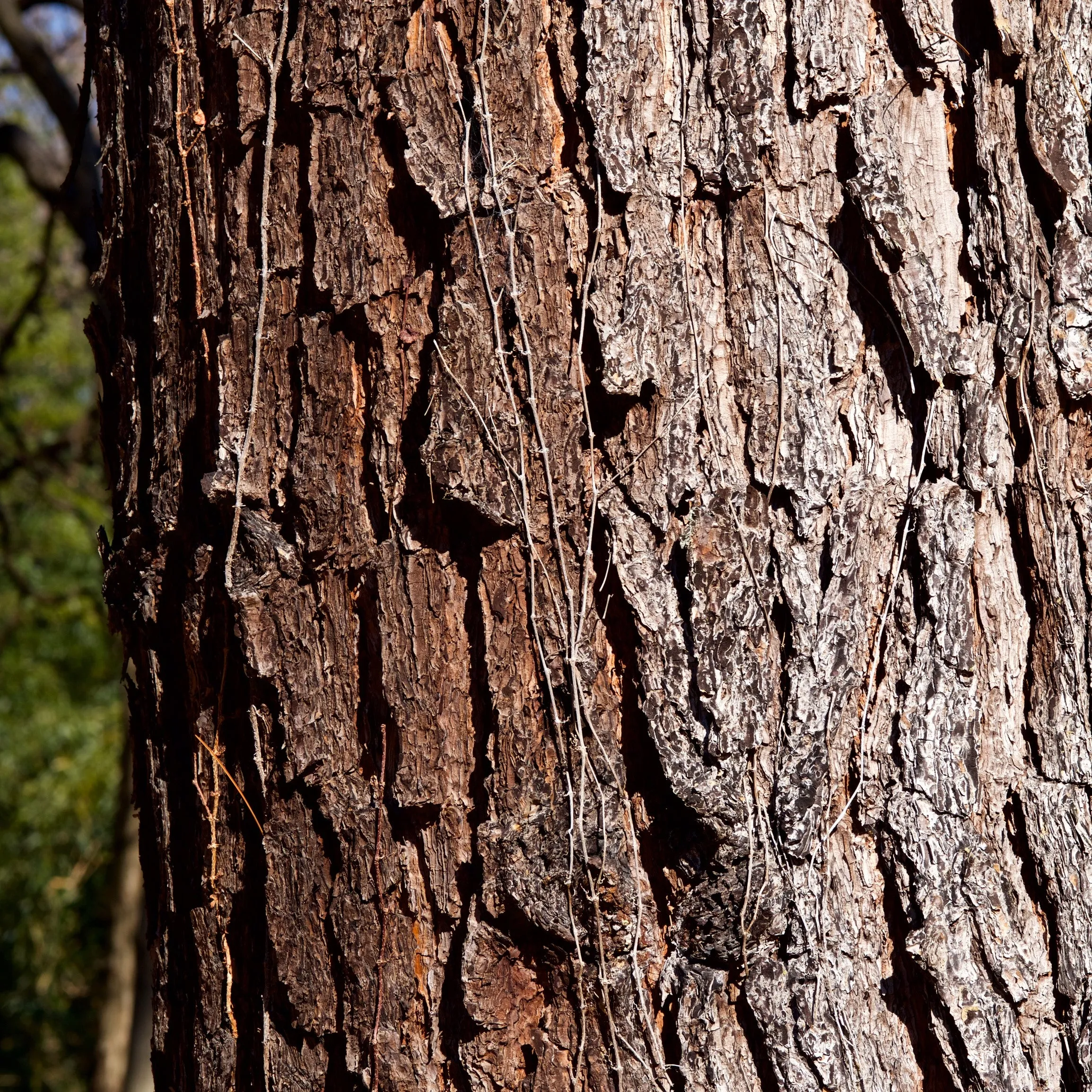 Longleaf Pine Tree