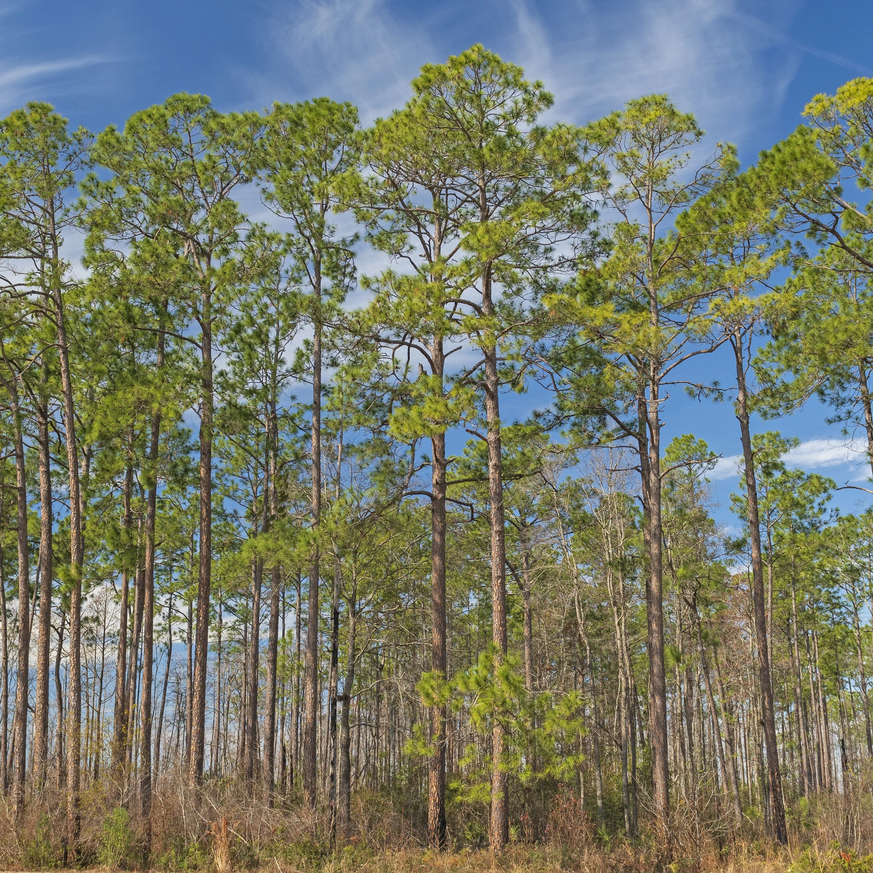 Longleaf Pine Tree