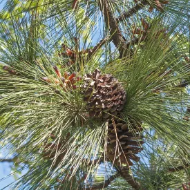 Longleaf Pine Tree