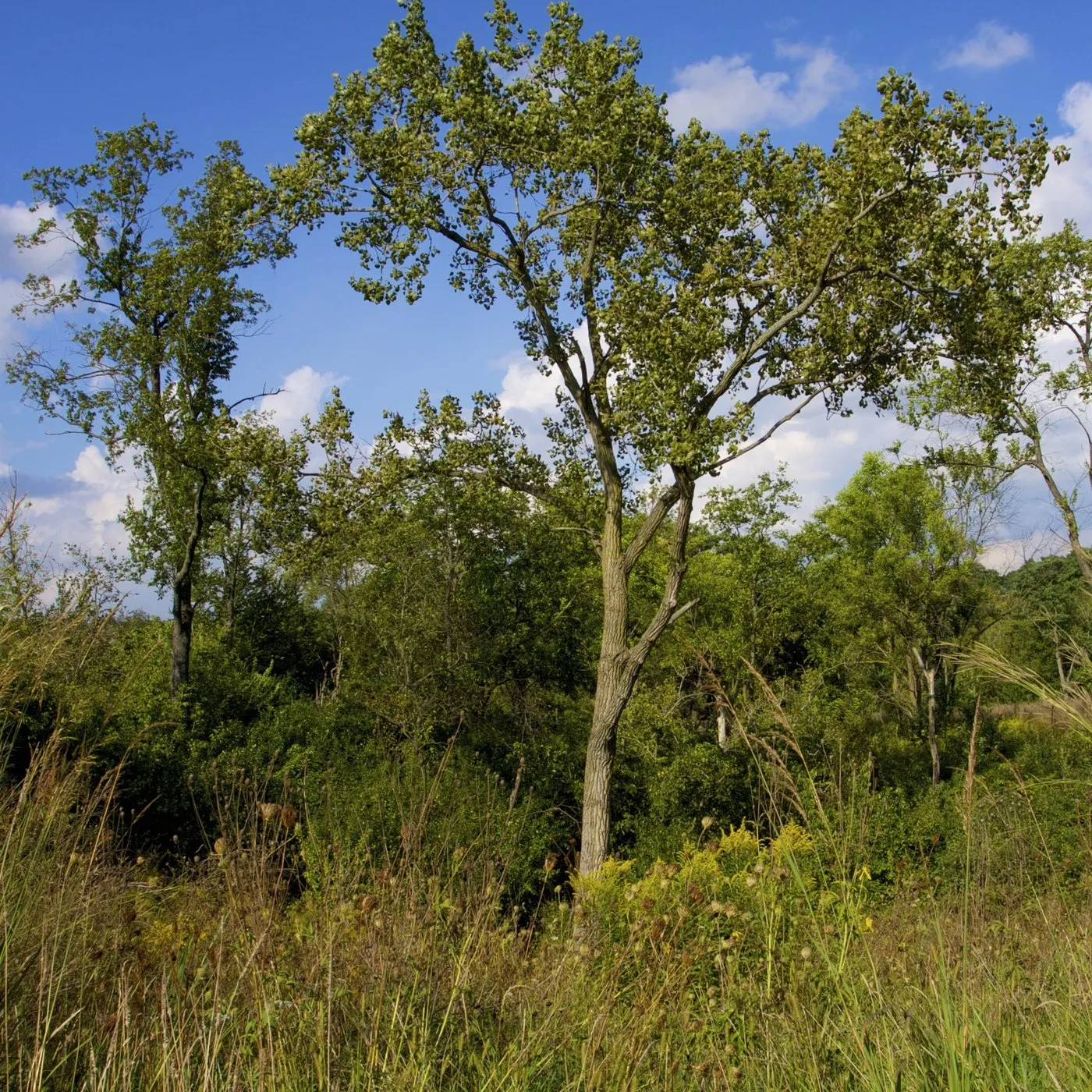 Male Eastern Cottonwood Tree