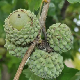 Overcup Oak Tree