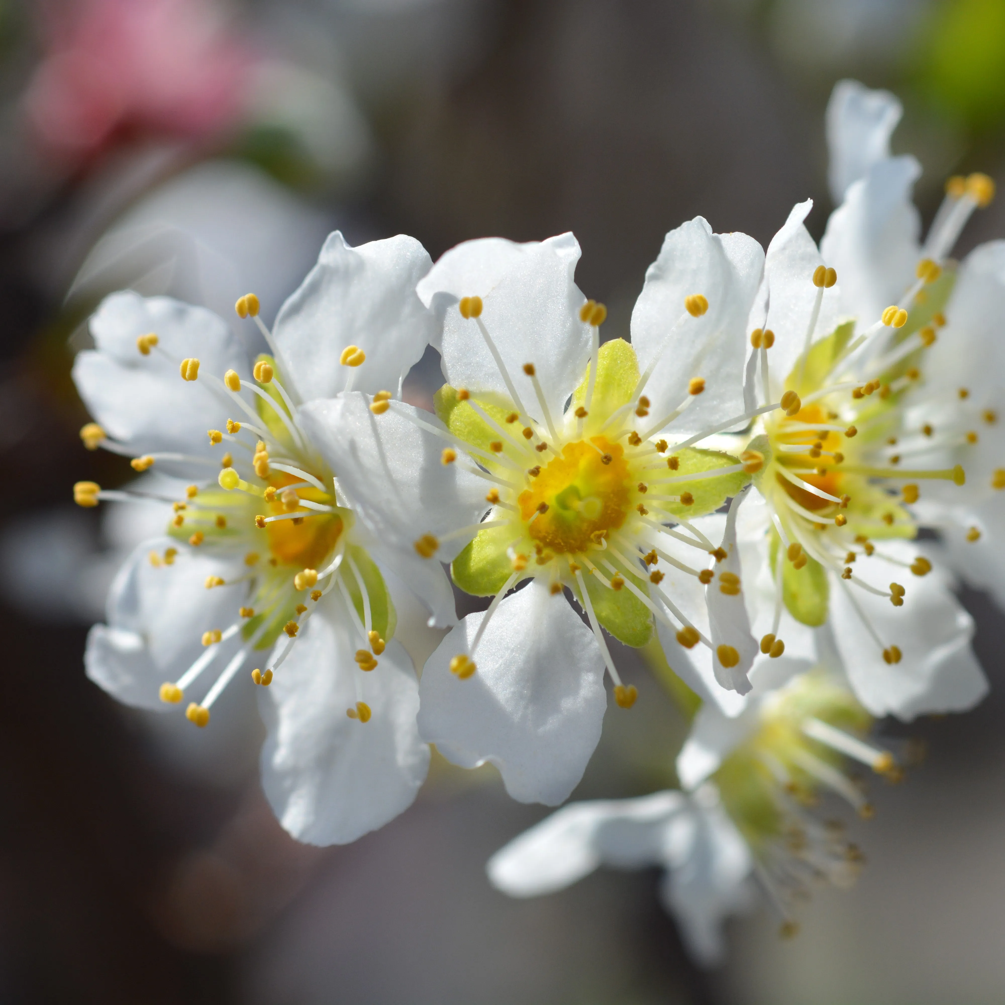 Ozark Premier Plum Tree