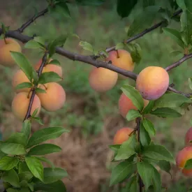 Ozark Premier Plum Tree