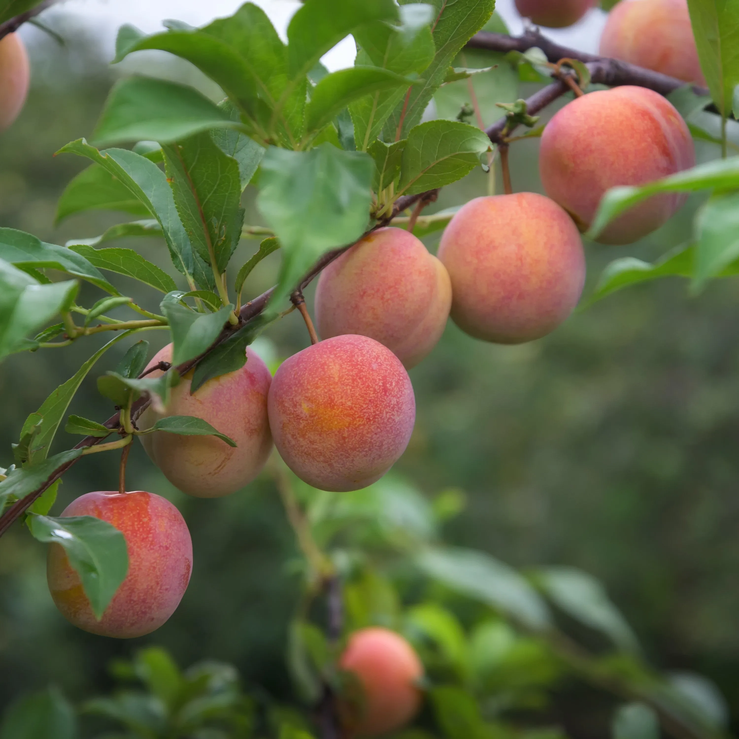 Ozark Premier Plum Tree