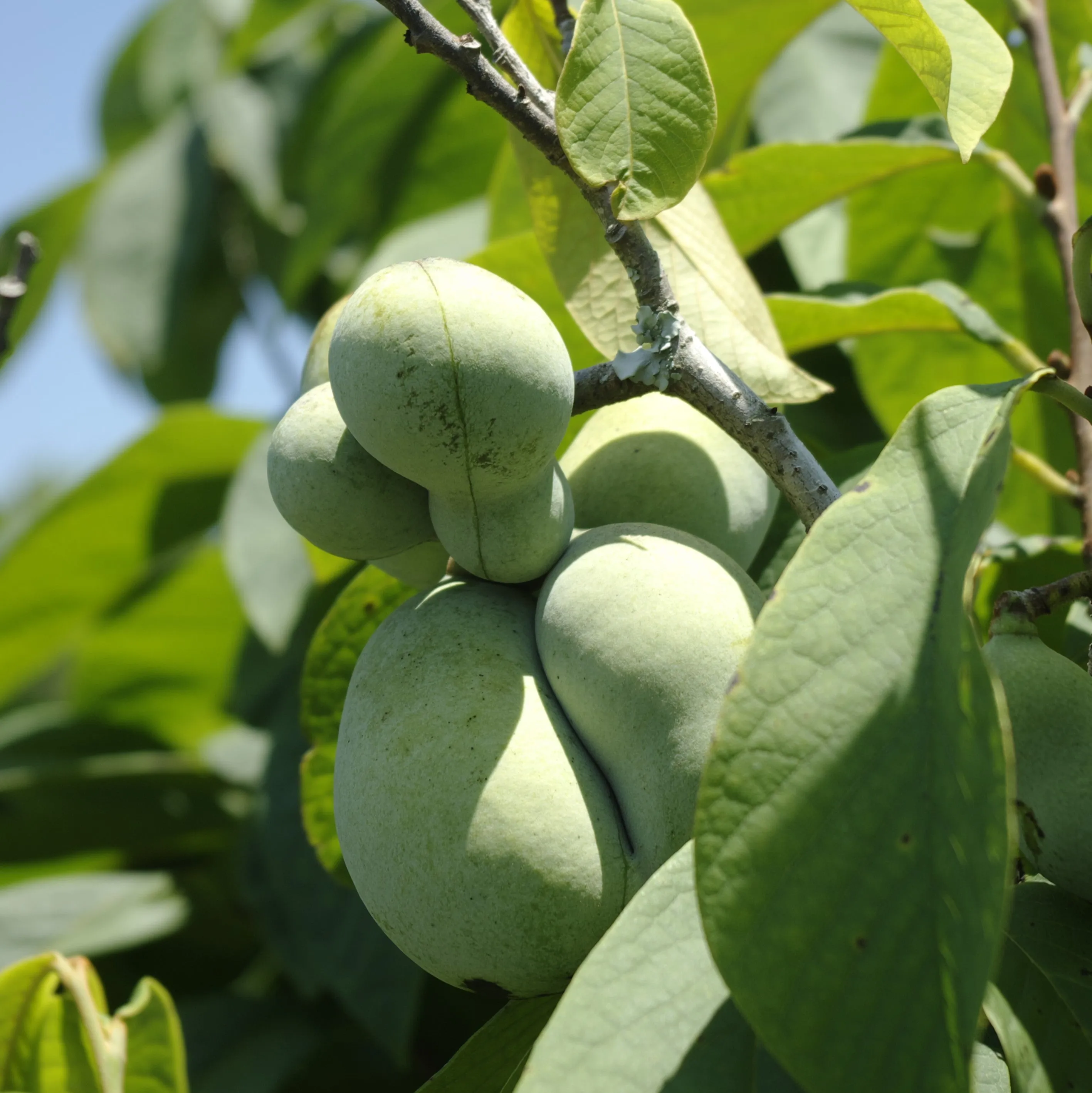 Paw Paw Tree