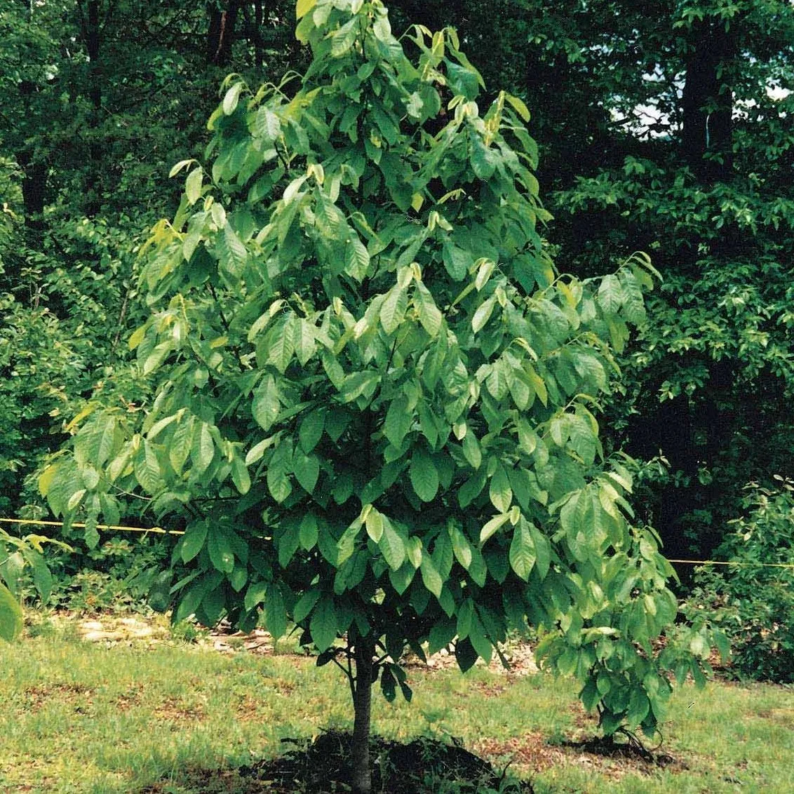 Paw Paw Tree