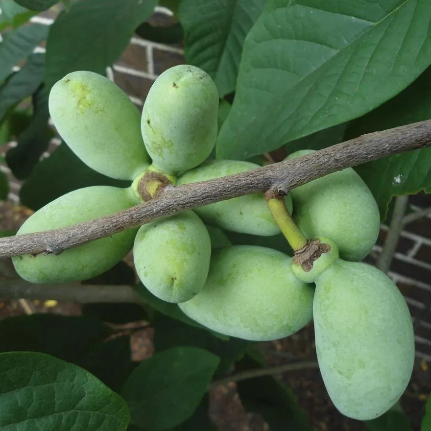 Paw Paw Tree