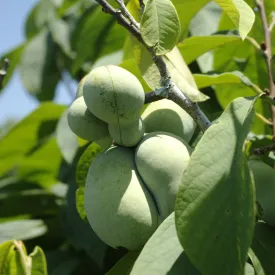 Paw Paw Tree