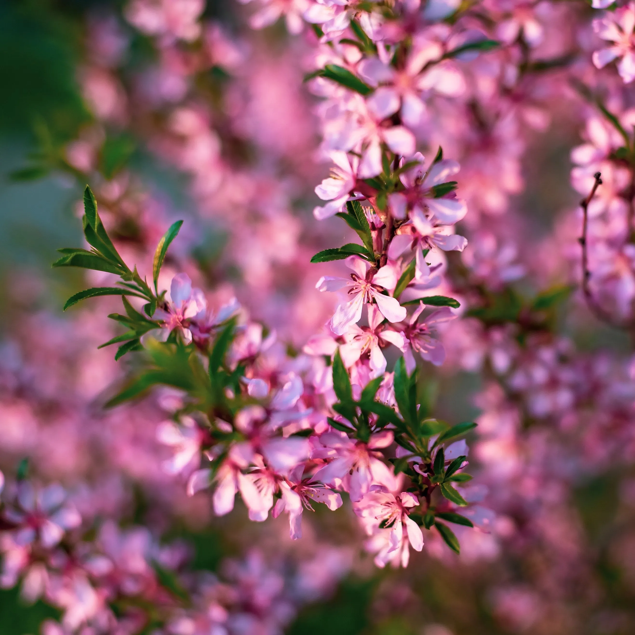 Pink Flowering Almond