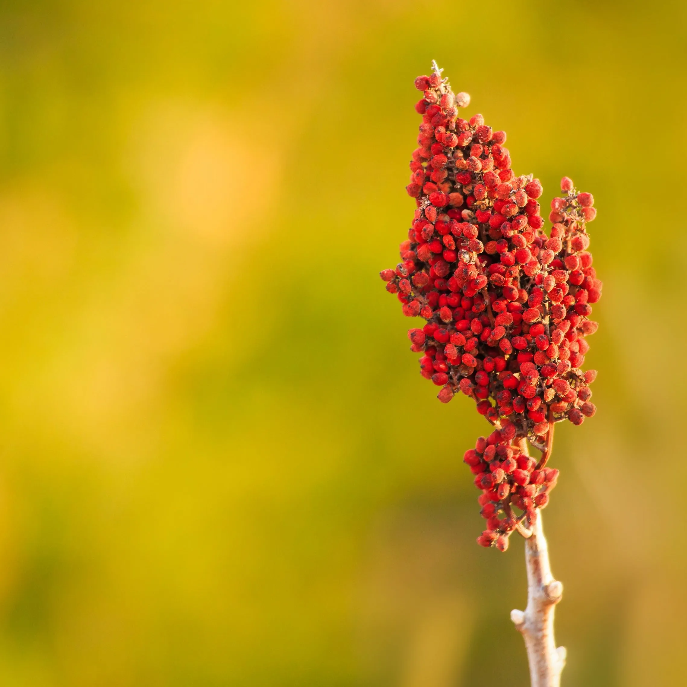 Smooth Sumac Tree