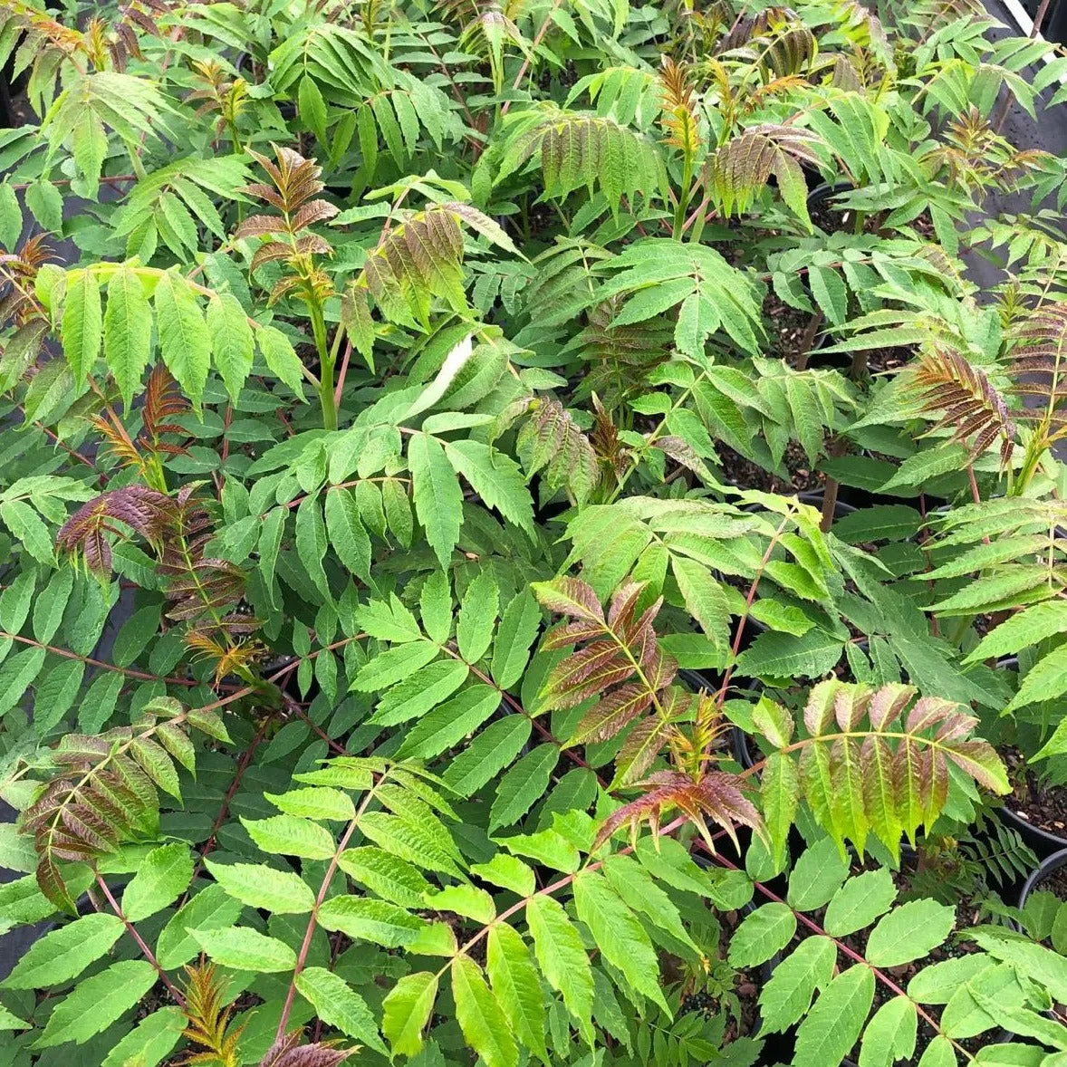 Smooth Sumac Tree