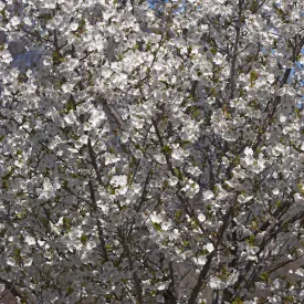 Snow Goose Cherry Tree