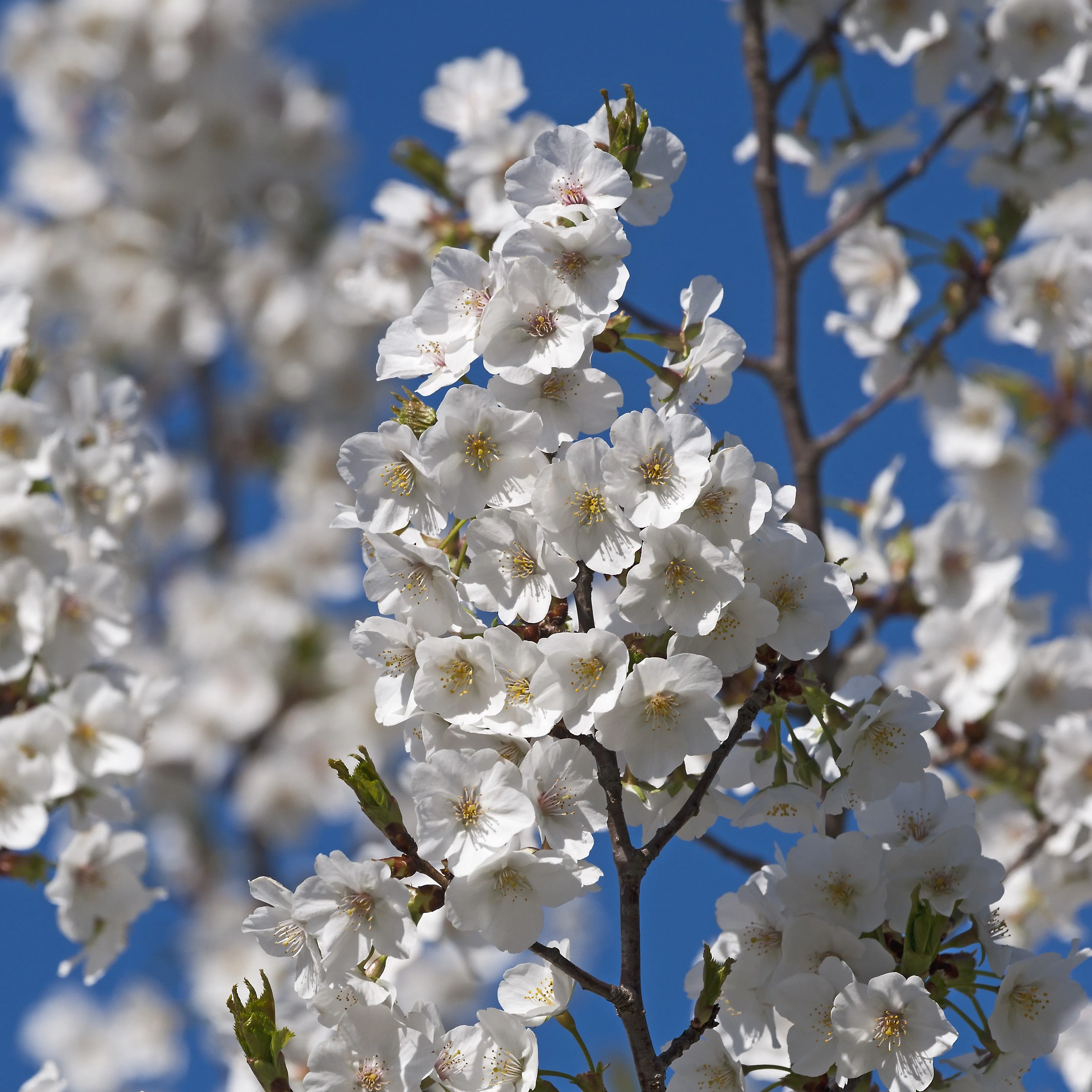 Snow Goose Cherry Tree