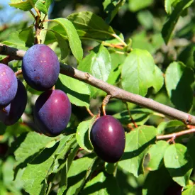 Spring Satin Plumcot Tree