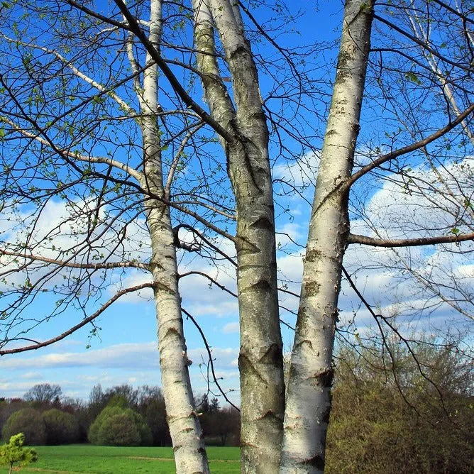 Whitespire Birch Tree