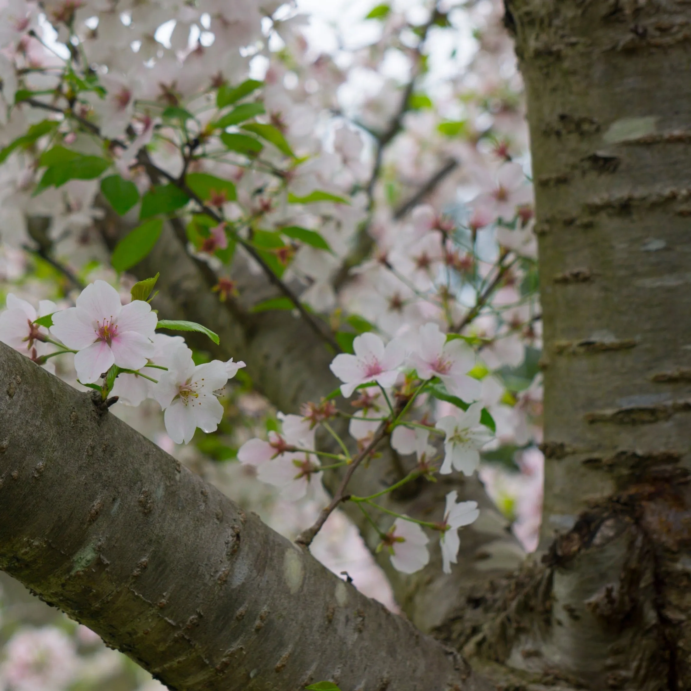 Yoshino Cherry Tree